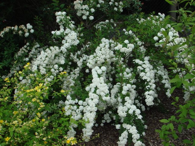 Spiraea cantoniensis P1C P27